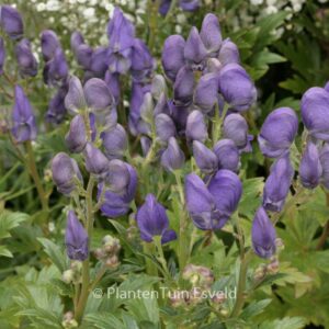 Aconitum carmichaelii 'Arendsii'
