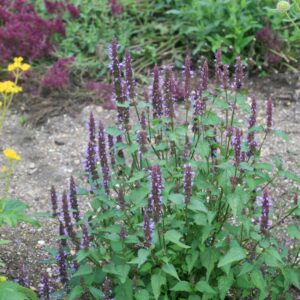 Agastache 'After Eight'