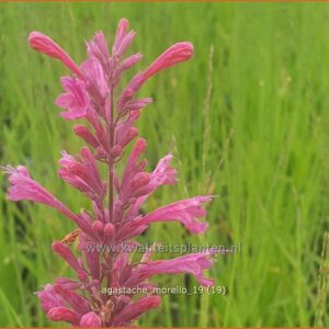 Agastache 'Morello'