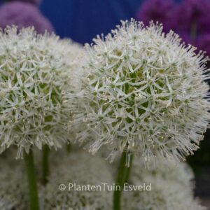Allium 'White Giant'