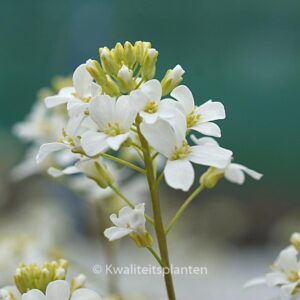 Arabis procurrens 'Neuschnee'