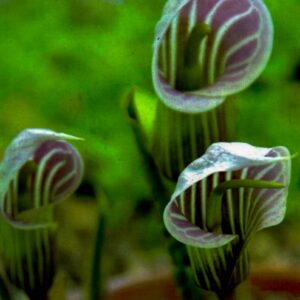 Arisaema candidissimum