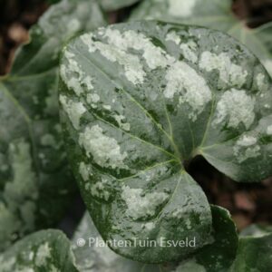 Asarum maximum 'Ling Ling'