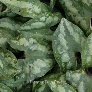 Asarum splendens