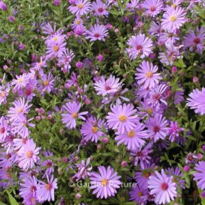 Aster 'Treffpunkt'