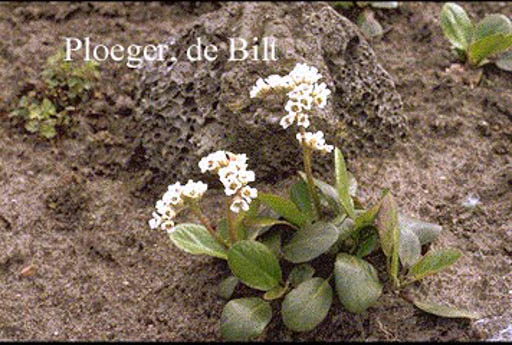 Bergenia stracheyi 'Alba'