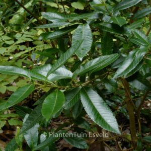 Caldcluvia paniculata