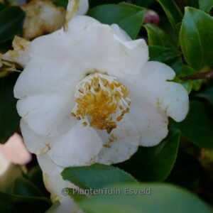 Camellia 'Winter Perfume Pearl'