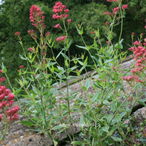 Centranthus ruber 'Coccineus'