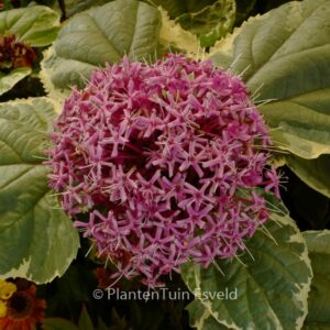 Clerodendrum bungei 'Pink Diamond'