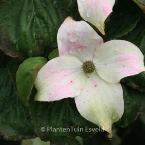 Cornus kousa 'Ed Mezitt'
