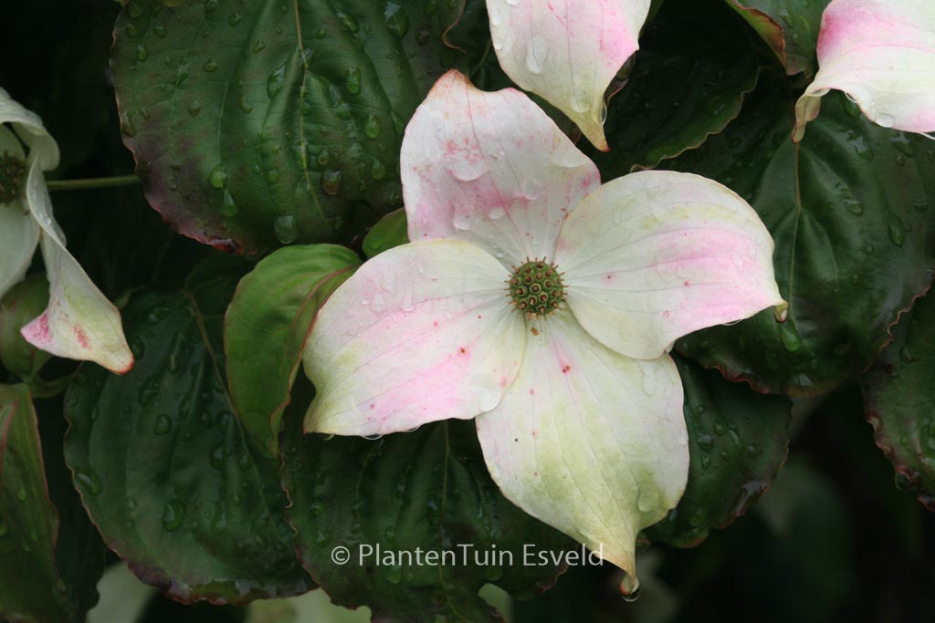 Cornus kousa 'Ed Mezitt'