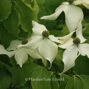 Cornus kousa 'Nicole'