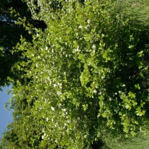 Crataegus tanacetifolia