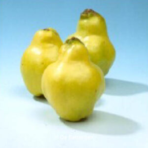 Cydonia oblonga 'Rea's Mammoth'