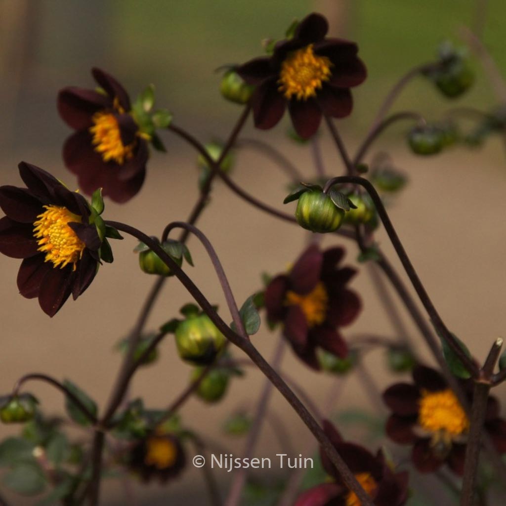 Dahlia 'Mexican Star'