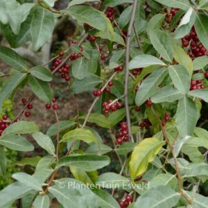 Elaeagnus angustifolia