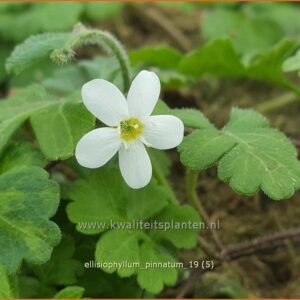 Ellisiophyllum pinnatum