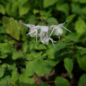 Epimedium youngianum 'Yenomoto'