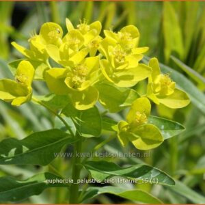 Euphorbia palustris 'Teichlaterne'