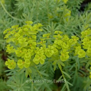 Euphorbia sequieriana ssp. niciciana
