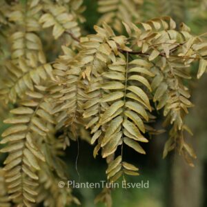 Gleditsia triacanthos 'Rubylace'