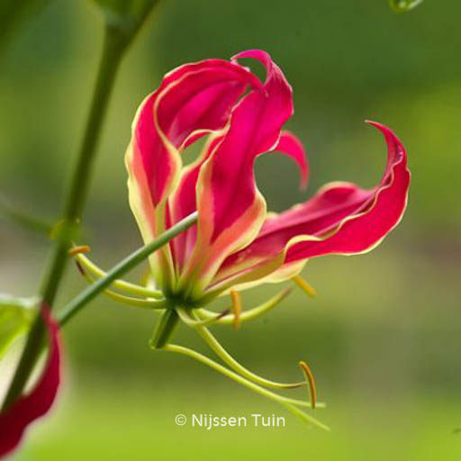 Gloriosa rothschildiana