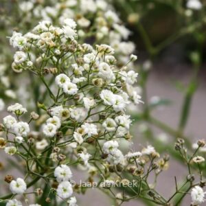 Gypsophila paniculata 'Festival'