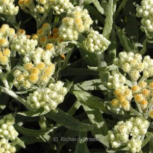 Helichrysum thianschanicum 'Schwefellicht'