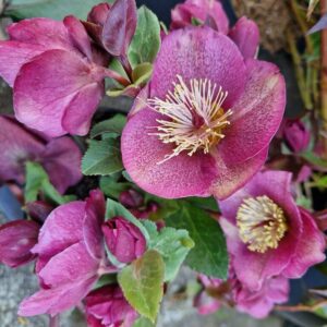 Helleborus 'Egb 21' (CHARMER)