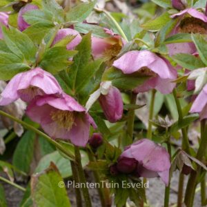 Helleborus orientalis 'Pretty Ellen'
