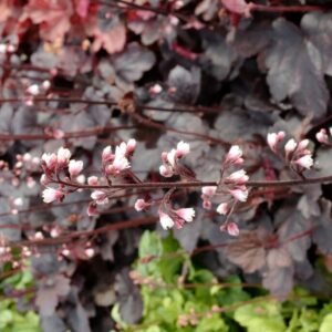 Heuchera 'Starry Night'