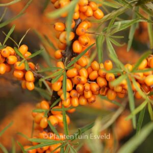 Hippophae rhamnoides 'Hergo'