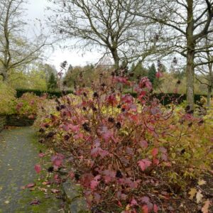 Hydrangea quercifolia 'Burgundy'