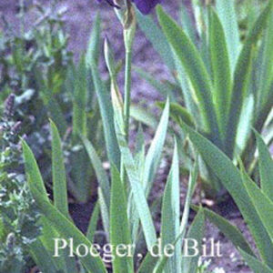 Iris germanica 'Joanna'