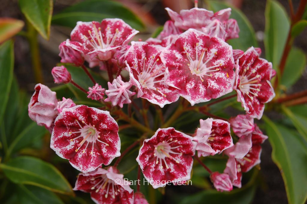 Kalmia latifolia 'Pinwheel'