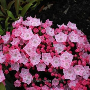 Kalmia latifolia 'You Can'