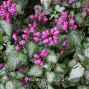 Lamium maculatum 'Beacon Silver'