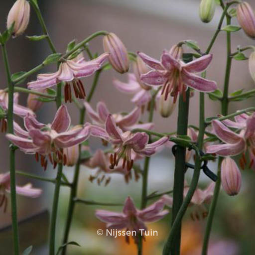 Lilium 'Pink Morning'