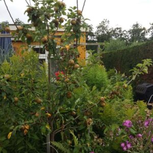 Malus domestica 'Egremont Russet'