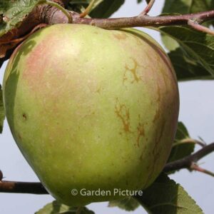 Malus domestica 'Glockenapfel'