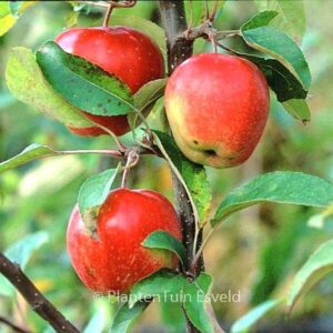 Malus domestica 'Gloster'