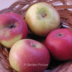 Malus domestica 'Ingrid Marie'