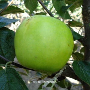 Malus domestica 'Lombarts Calville'