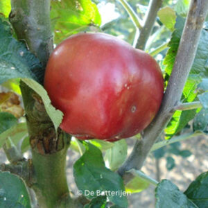 Malus domestica 'Red Jonaprince'