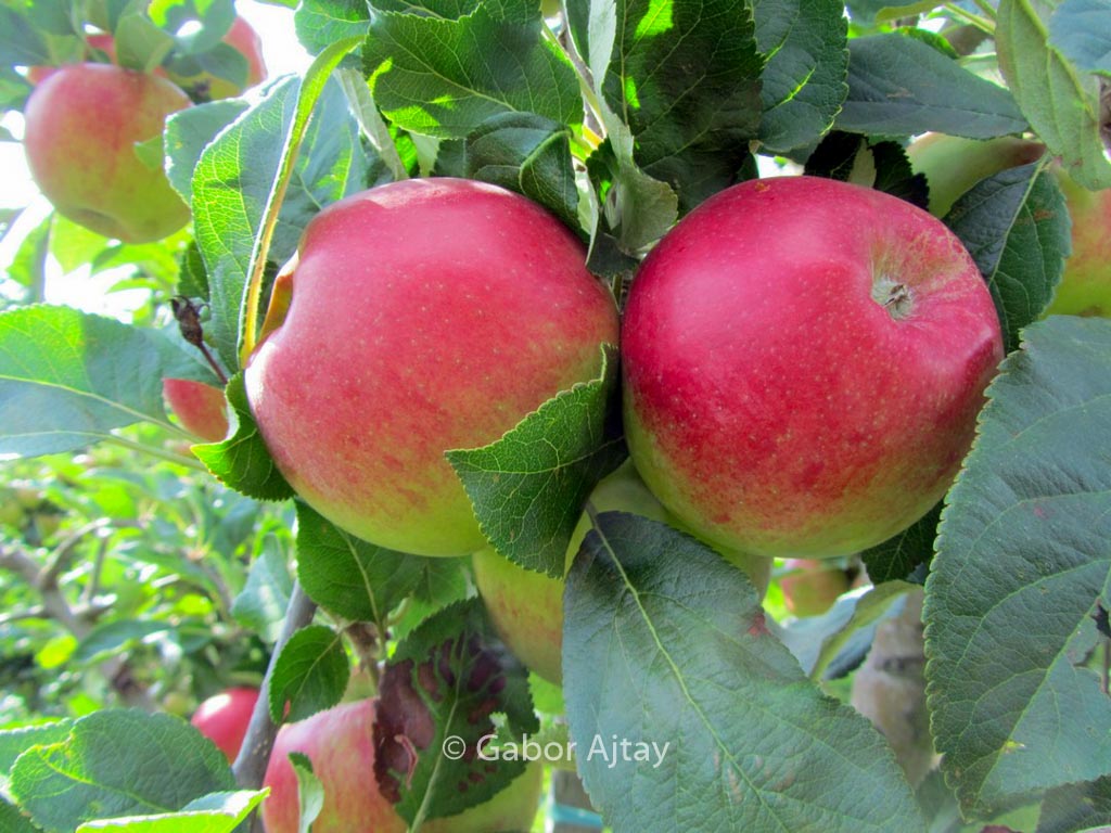 Malus domestica 'Santana'