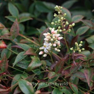 Nandina domestica 'Murasaki' (FLIRT)