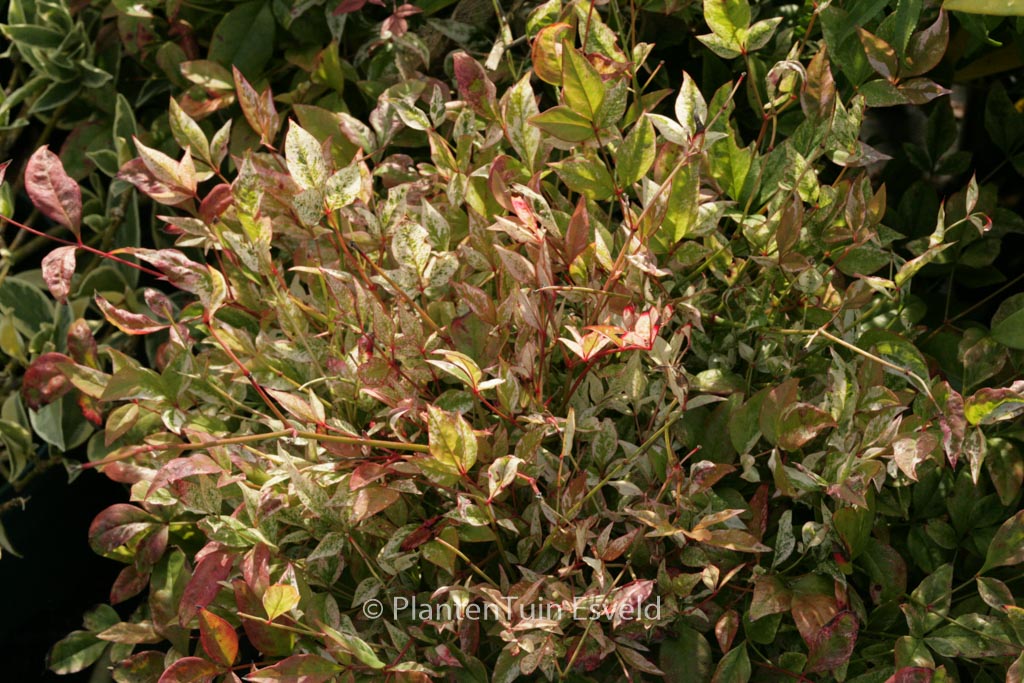 Nandina domestica 'Twilight'