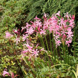 Nerine bowdenii