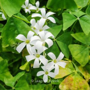 Oxalis triangularis